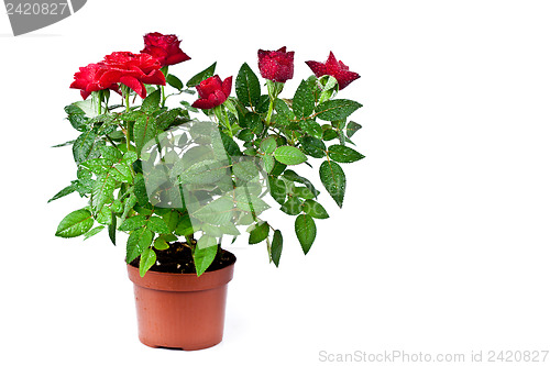 Image of red roses with water drops in a pot