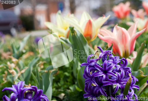 Image of Spring Flowers