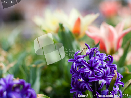 Image of Spring Flowers