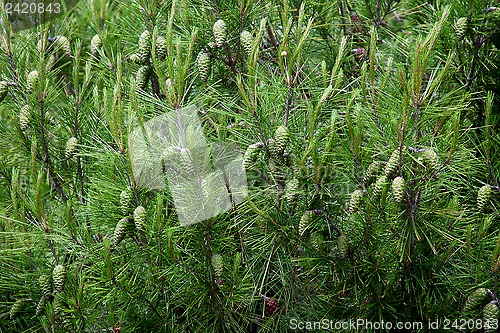 Image of pine cones and branches