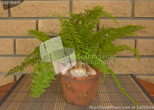 Image of Fern in a pot 