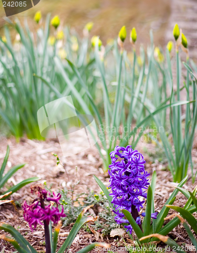 Image of Spring Flowers