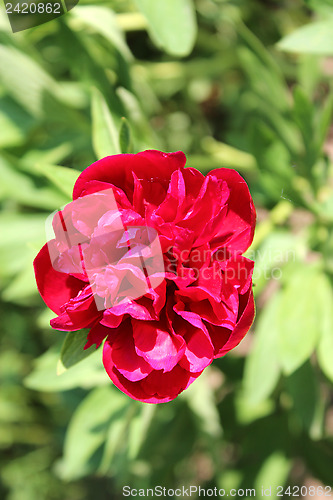 Image of peony red and beautiful