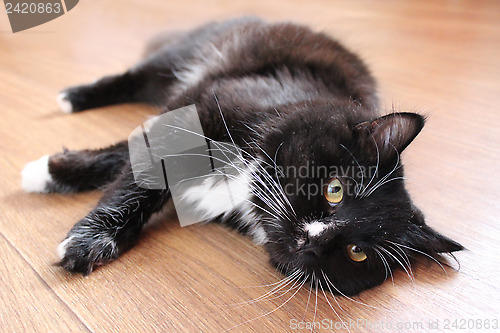 Image of black cat lying on the floor