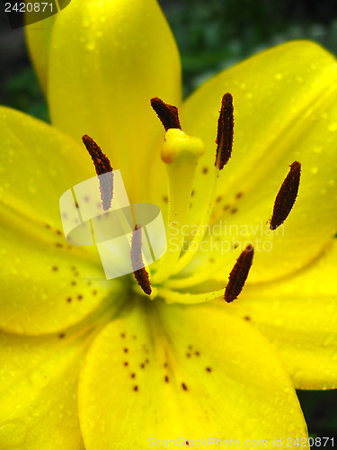 Image of lily with stamens full of pollen