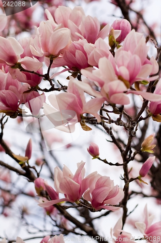 Image of Japanese Magnolia