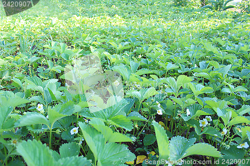 Image of bed with flowers of strawberry