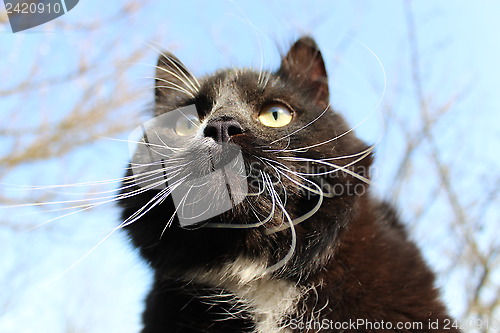 Image of black cat with white tie