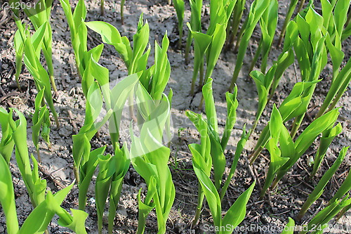 Image of green sprouts of lilies of the valley in spring