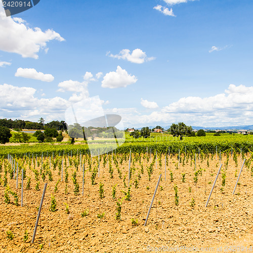 Image of Tuscany Wineyard