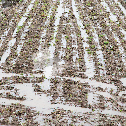 Image of Agriculture disaster