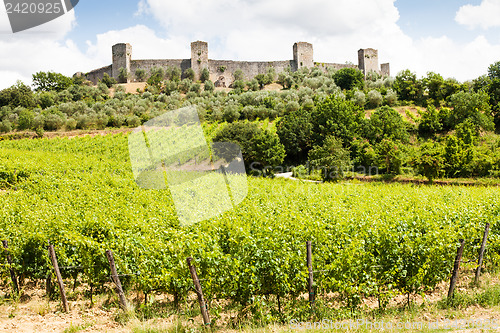 Image of Wineyard in Tuscany