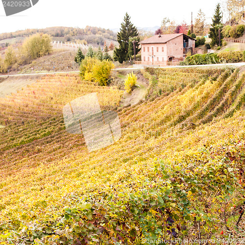 Image of Italian Vineyard