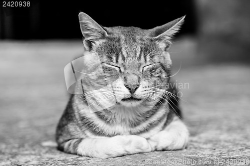 Image of Sleeping cat