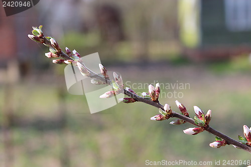 Image of unopened buds of Prunus tomentosa's flowers