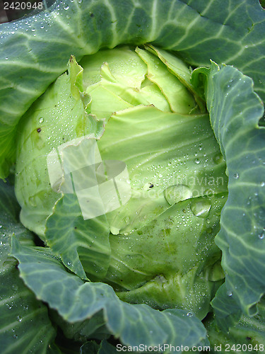 Image of big head of green cabbage