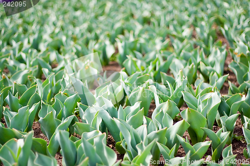 Image of Tulip Sprouts