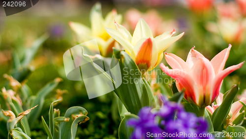 Image of Spring Flowers