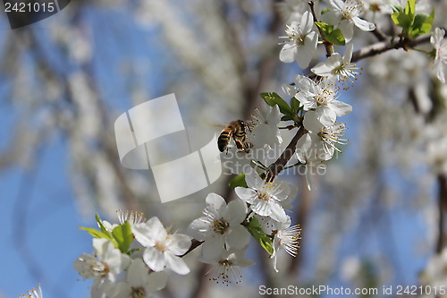 Image of bee flying above the flower of cherry-tree