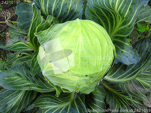 Image of big head of green cabbage