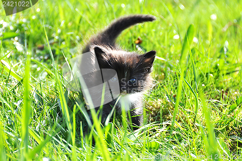 Image of Small kitten on lawn