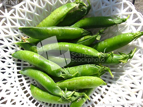 Image of Fresh green pods of peas