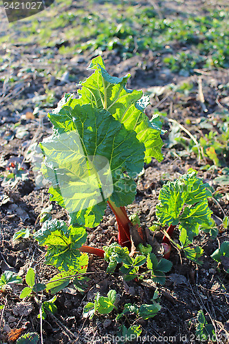 Image of Young sprout of a rhubarb in the spring