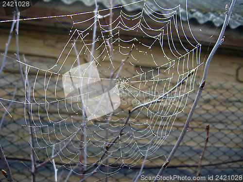 Image of spider's web with dew