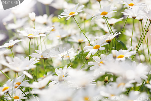 Image of Summer Flowers