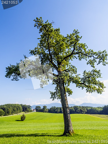 Image of Tree in typical Bavarian landscape