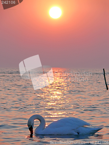 Image of Swan Sunset