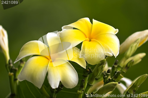 Image of Plumeria alba blossoms