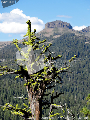 Image of Trees surviving in nature