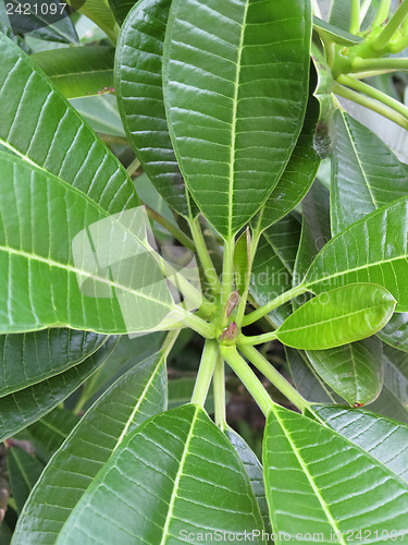 Image of Hawaiian Plants