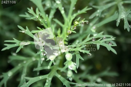 Image of Raindrops on leaves