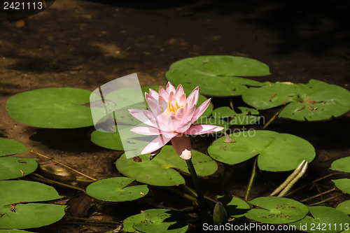 Image of Beautiful Waterlily