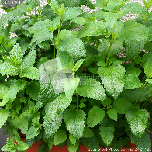 Image of Herbs in your backyard