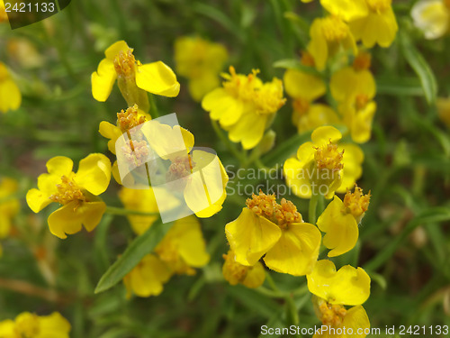 Image of Wildflowers in the USA