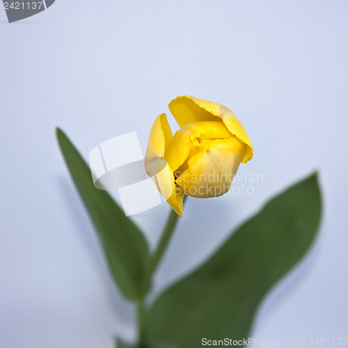 Image of A Tulip