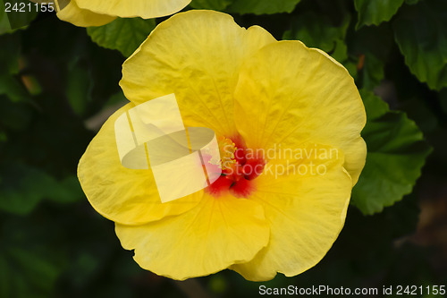 Image of Yellow hawaiian hibiscus