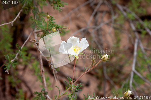 Image of Wildflowers in the USA