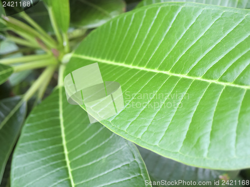 Image of Hawaiian Plants