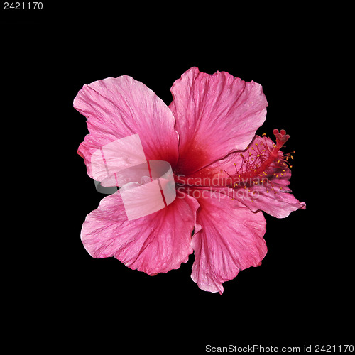 Image of Hibiscus