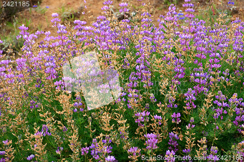 Image of Wildflowers in the USA