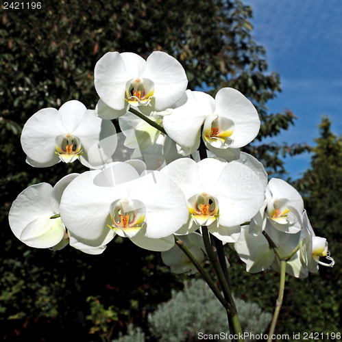 Image of Blooming beauties