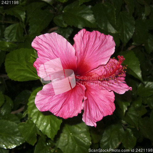 Image of Hibiscus