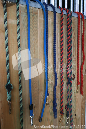 Image of Horse Equine Leads