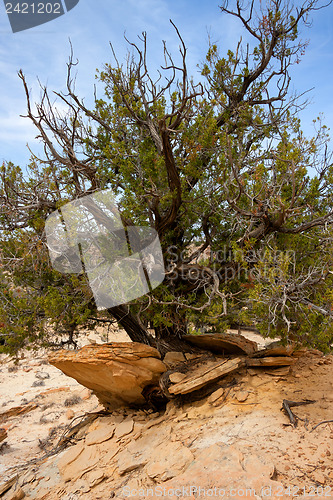 Image of Trees surviving in nature