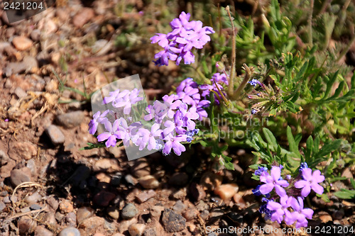 Image of Wildflowers in the USA