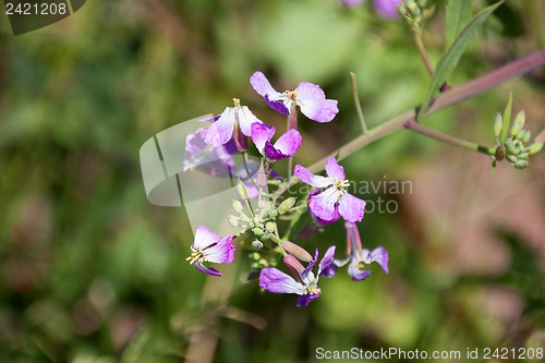 Image of Wildflowers in the USA